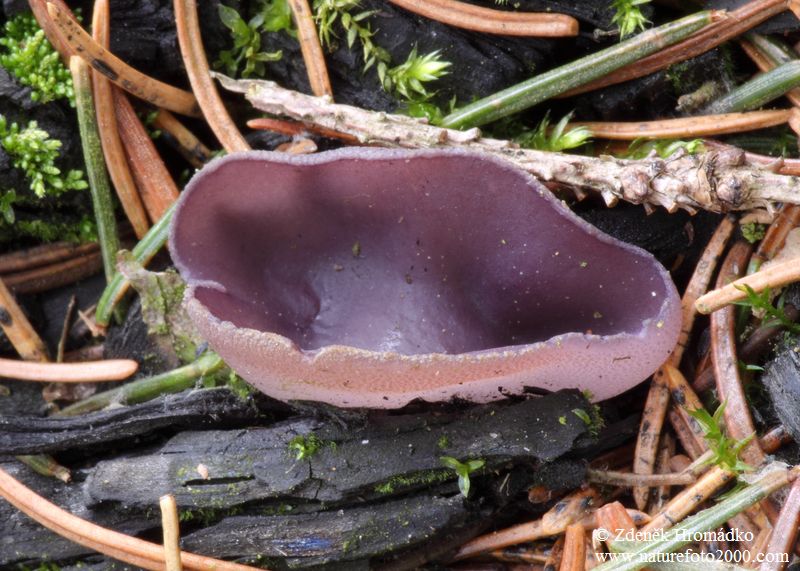 řasnatka fialová, Peziza subviolacea (Houby, Fungi)